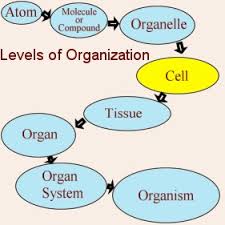 Cells Are Us Levels Of Organization Introduction