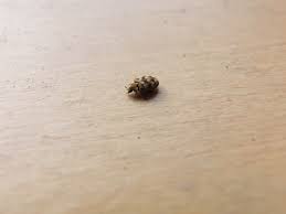 pest experts carpet beetle control