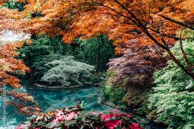 Beautiful Japanese Garden With Various