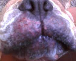 red and swollen around dog s mouth area
