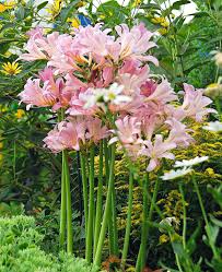how to plant and grow spider lily