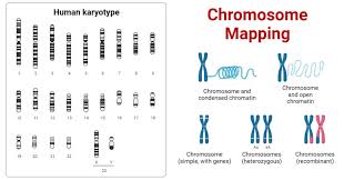 chromosome mapping