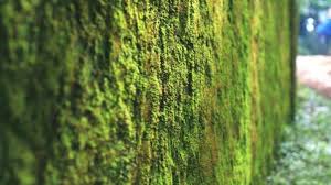 How To Make A Living Moss Wall All