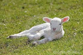 Image result for cute lamb photos