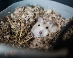 how deep should hamster bedding be