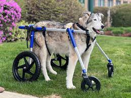 dog wheelchair wheels for dogs