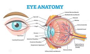 eye anatomy with labeled structure
