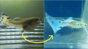 Male Guppy Fry Growth Stages Guppy Fry Growing Up From Birth To Adult Size