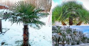 21 Most Cold Tolerant Palm Trees