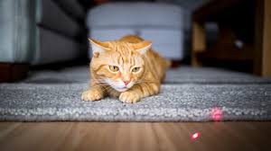 best laser toys for cats satisfy your