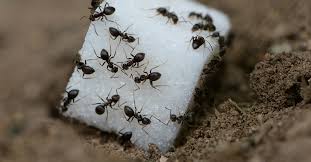 how to get rid of sugar ants pointe