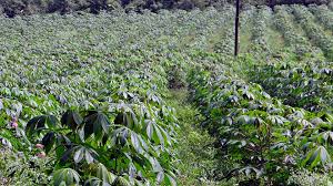 Kuvahaun tulos haulle maniokki