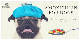 Amoxicillin For Dogs Safety Usage Dosage And More Certapet