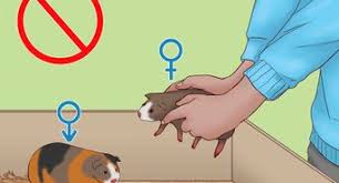 how to feed a guinea pig 13 steps