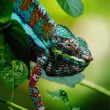 panther chameleon care guide wiki