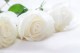 bouquet of beautiful white roses on a
