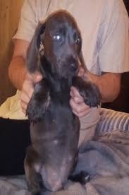 Male german shorthaired pointer puppy for sale. German Shorthaired Pointer Puppies For Sale Dry Fork Va 329173