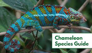 chameleon species guide
