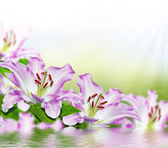 夏の背景に色とりどりの美しい花ユリ —無料のストック写真©alenalihacheva＃343876582