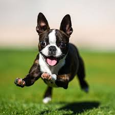 Our children teach puppies social, interactive and basic obedience skills and they also start the potty training journey. Boston Terrier Puppies For Sale Breeders In California