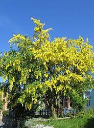 Tree with yellow hanging flowers uk. Laburnum Wikipedia