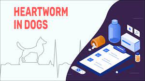 heartworm disease in dogs petmoo