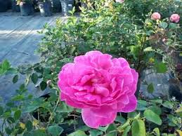 pink peace hybrid tea rose you