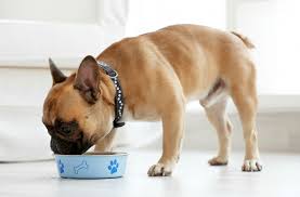 Whether you have an english bulldog puppy or an adult, dog food or even dog meat should contain no useless and frankly damaging fillers, such as wheat corn or soy. 10 Best Dog Food For Bulldogs Products American English And French