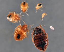 bed bugs using bed bug monitors