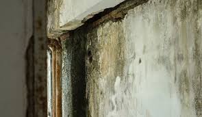 black mold removal from water damage in
