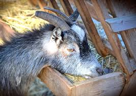 homemade goat feeders best 22 facts tips