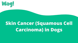 skin cancer squamous cell carcinoma