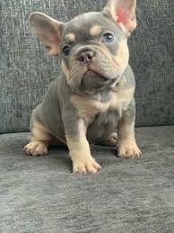 Roy kraemer, a vet with over 20 years of experience and a recognized authority in treating bulldogs and french dr. Akc French Bulldog Puppies For Sale