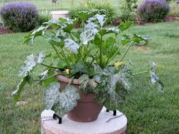 Small Vegetable Garden Ideas Tips