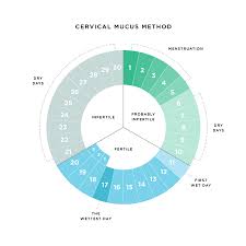 Are You Paying Attention To Your Cervical Fluid