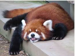 Mark dumont via compfight cc. Red Panda Cutest Animal Ever Album On Imgur