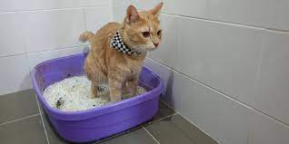 diarrhea in cats causes symptoms and