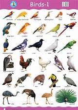 Indian Birds Pictures With Names Chart Imaganationface Org