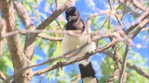 Globo Natureza: Aves de Arribação | Natureza | G1