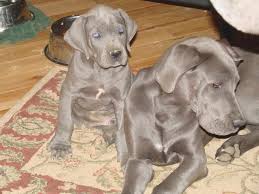 The dogs range from puppies to mature adults, including many believed to be pregnant females according to the humane society. Craigslist Great Dane Puppies For Sale Petsidi