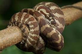carpet python care sheet reptifiles