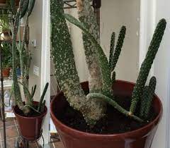 Usually, there will be a tag or a sticker to help you identify the type and understands its needs. Trying To Identify My Cactus