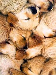 And nestled within the pile are a host of sleepy witchers, cuddling close and burying themselves under piles of fur and fabric. A Pile Of Puppies Milye Sobaki Shenok Retrivera Tovary Dlya Zhivotnyh