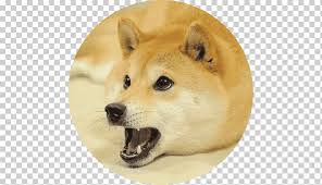 Dogecoin has a very active online community, most of which is centred around the the digital currency's reddit, which has close to 100k subscribers. Shiba Inu Dogecoin Akita Meme Meme Mammal Carnivoran Dog Like Mammal Png Klipartz
