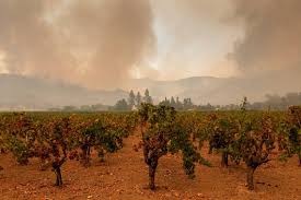 Wine country is a 2019 american comedy film produced and directed by amy poehler, in her feature directorial debut. California Wine Region Again Hit By Wildfire As Glass Fire Rages The Sacramento Bee