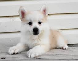 4 Questions To Ask Before Purchasing A Pomsky Cute Pomsky