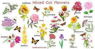 The Best 15 Cut Flowers To Grow