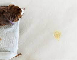 how to remove pet odor and spots from
