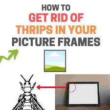 get rid of thrips in picture frames