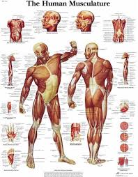 Human Body Human Muscle Diagram Labeled Printable Human